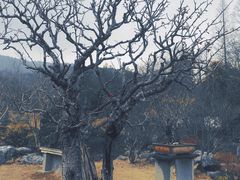 -杭州植物园