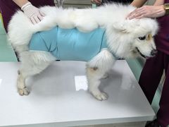 -北京观赏动物医院·24小时大型综合·猫专科·异宠专科