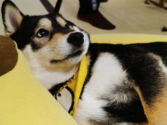 -逗柴咖啡屋·狗咖猫咖宠物桌游