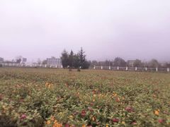 -曲江薰衣草庄园