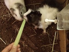 -藦茜花园宠物主题亲子互动体验馆(国顺东路店)