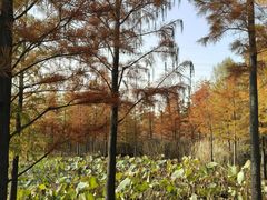 -昆山城市生态森林公园