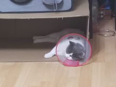 -瑞派长江宠物医院·猫科·外科·24小时夜护(谊城公寓分院)