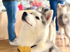-Husky Go! 哈士奇体验馆·宠物咖啡厅狗咖