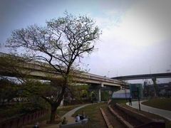 -神仙树公园
