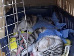 -美联众合动物医院·24h京西诊疗中心