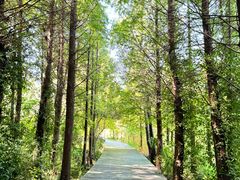 -溱湖国家湿地公园