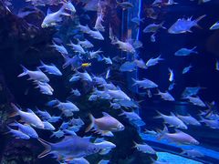 -成都浩海立方海洋公园