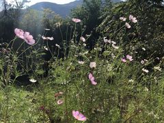 -黄金寨原生态旅游区