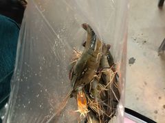 -会江钓鱼钓虾烧烤场