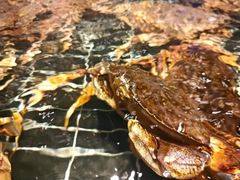 -蟹小姐节气生鲜·年货(高新店)