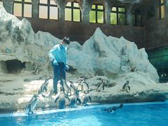 -帝企鹅自助餐厅•儿童岛•真企鹅(长隆企鹅酒店)