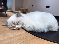 -瞄一喵猫咖(格力海岸店)