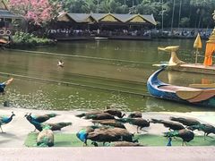 -西双版纳原始森林公园