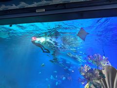 -烟台海昌鲸鲨海洋公园