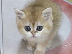 -青奢宠物·青奢猫舍