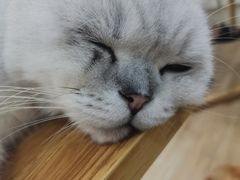 -李小姐の猫咖啡馆(五角场店)