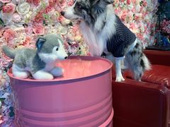 -百好乐宠物友好餐厅(朝外大街店)