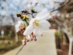 -绵阳盛世樱花悠乐谷