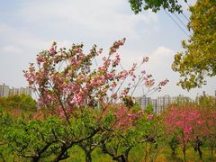 -南汇桃花村