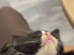 -楼上猫咖(罗湖店)