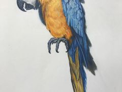 -八哥美术·成人美术画室(总校区)