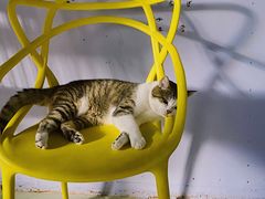 -喵屿·大理花园猫咖