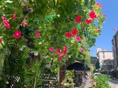 -溪岸路花鸟市场