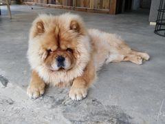 客栈神兽—糯糯-看见远方·莫干遥远的山民宿