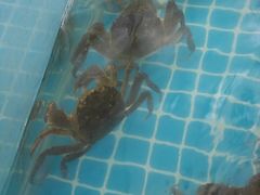 -品鲜村农家菜·阳澄湖大闸蟹(总店)