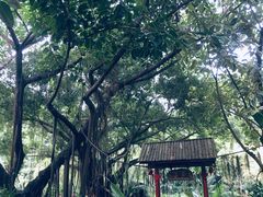 -金花茶公园