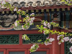 -海棠花溪(元大都城垣遗址公园)