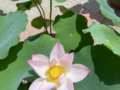 -莲花池公园