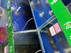 -阳澄湖大闸蟹·琼灵阁牌品牌连锁(吴中总店)