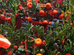 -越秀西湖花市(广州城市广场花卉店)