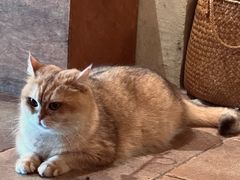 -Silly Dog Coffee(滨江店)