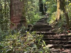 -天目山大树王景区