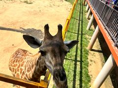 -西霞口神雕山野生动物世界