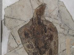 -辽宁古生物博物馆