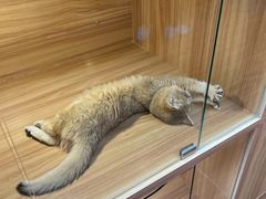 -猫十亿·布偶金渐层·曼基康矮脚猫舍(青年路店)
