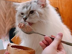 -MOCHA明星猫咖(田子坊店)