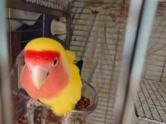 -立德异宠动物医院.兔鸟爬.内窥镜(天河店)