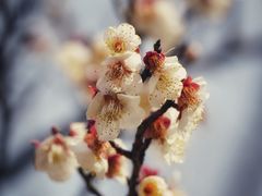 -顾村公园