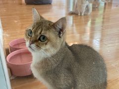 -momokira米努特·德文卷毛猫·棉花面纱犬