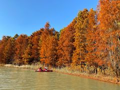 -上海海湾国家森林公园