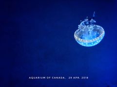 -瑞普利水族馆