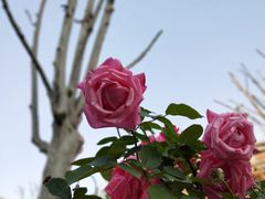 -吉庆街美食广场