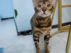 -糯米喵星人·撸猫猫舍咖啡馆(西市场嘉华店)