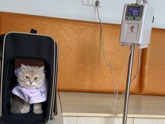 -乐派堂宠物医院·猫友好· 心脏科(东街店)