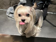 -J Create城市露营咖啡·简餐·宠物(上海动物园店)